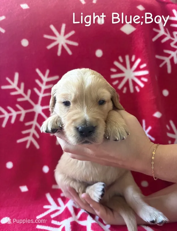Spruce – Golden Retriever puppy for sale in Huntersville, NC