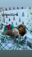 Sugar Plum, a female Golden Retriever for sale in Huntersville, NC – 2 of 2
