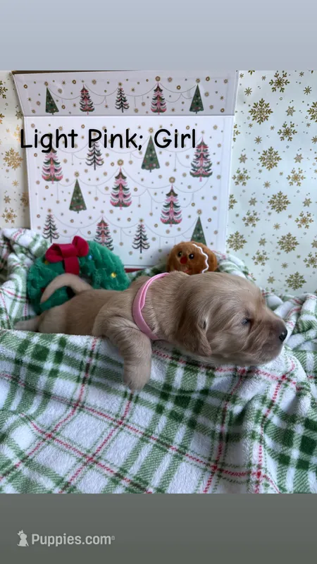 Merry – Golden Retriever puppy for sale in Huntersville, NC