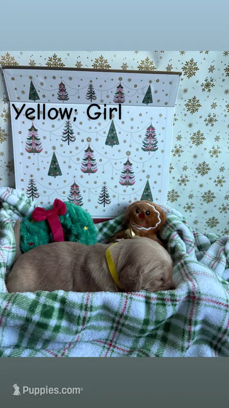 Sugar Plum – Golden Retriever puppy for sale in Huntersville, NC