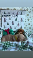 Sugar Plum, a female Golden Retriever for sale in Huntersville, NC – 1 of 2