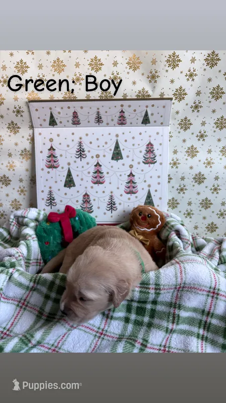Jingle  – Golden Retriever puppy for sale in Huntersville, NC
