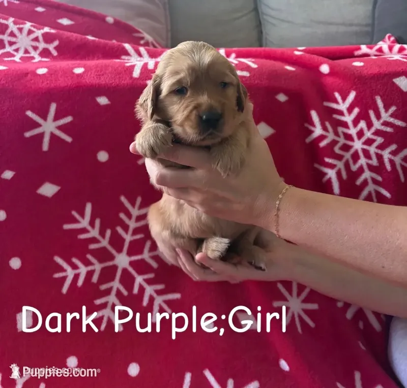 Noel – Golden Retriever puppy for sale in Huntersville, NC