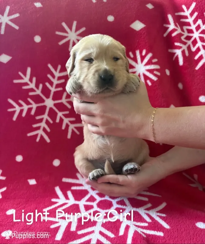 Holly – Golden Retriever puppy for sale in Huntersville, NC