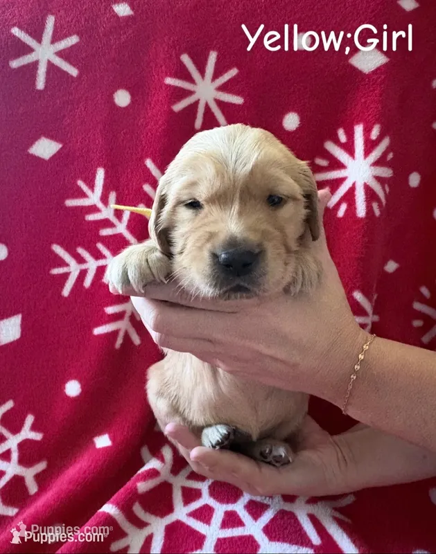 Sugar Plum – Golden Retriever puppy for sale in Huntersville, NC