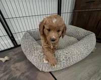 Willow, a female Goldendoodle for sale in Lakewood Ranch, FL – Photo 6 of 10