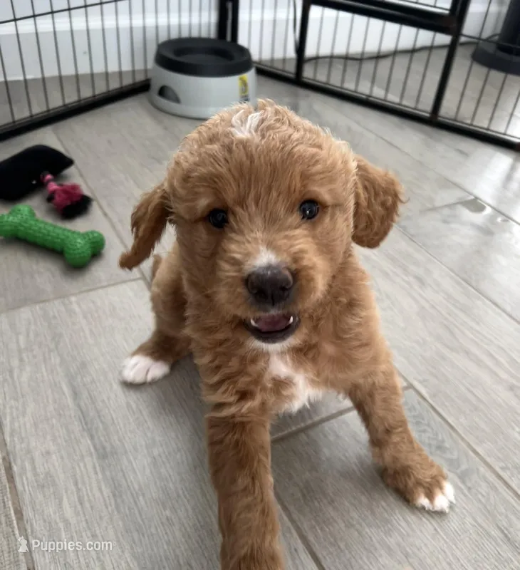 Willow – Goldendoodle puppy for sale in Lakewood Ranch, FL