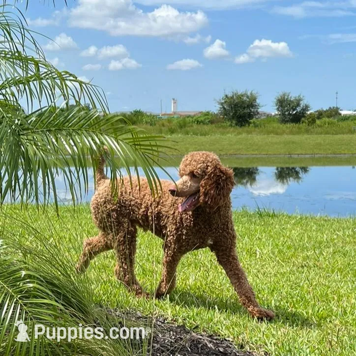 Lina, a female Goldendoodle for sale in Lakewood Ranch, FL – Photo 9 of 10