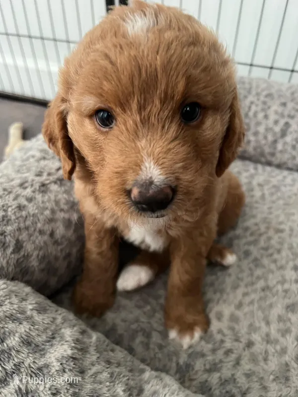 Lina – Goldendoodle puppy for sale in Lakewood Ranch, FL