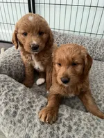 Willow, a female Goldendoodle for sale in Lakewood Ranch, FL – Photo 4 of 10