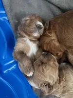 Lina, a female Goldendoodle for sale in Lakewood Ranch, FL – Photo 4 of 10