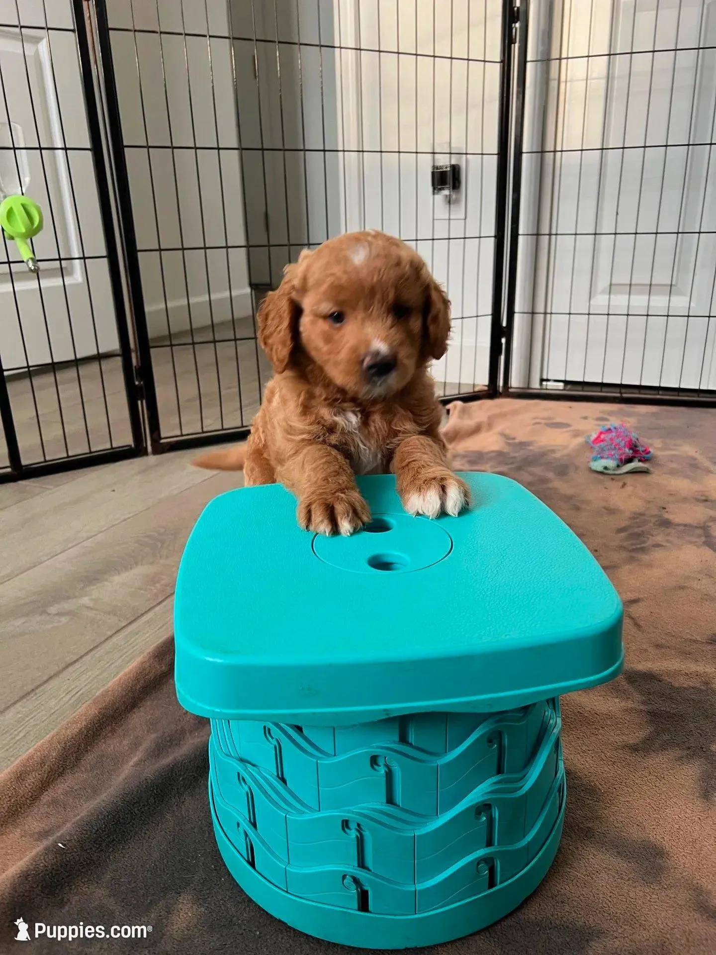 Willow, a female Goldendoodle for sale in Lakewood Ranch, FL – Photo 5 of 10