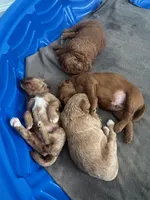 Lina, a female Goldendoodle for sale in Lakewood Ranch, FL – Photo 6 of 10