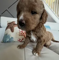 Lina, a female Goldendoodle for sale in Lakewood Ranch, FL – Photo 1 of 10