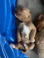 Lina, a female Goldendoodle for sale in Lakewood Ranch, FL – Photo 10 of 10