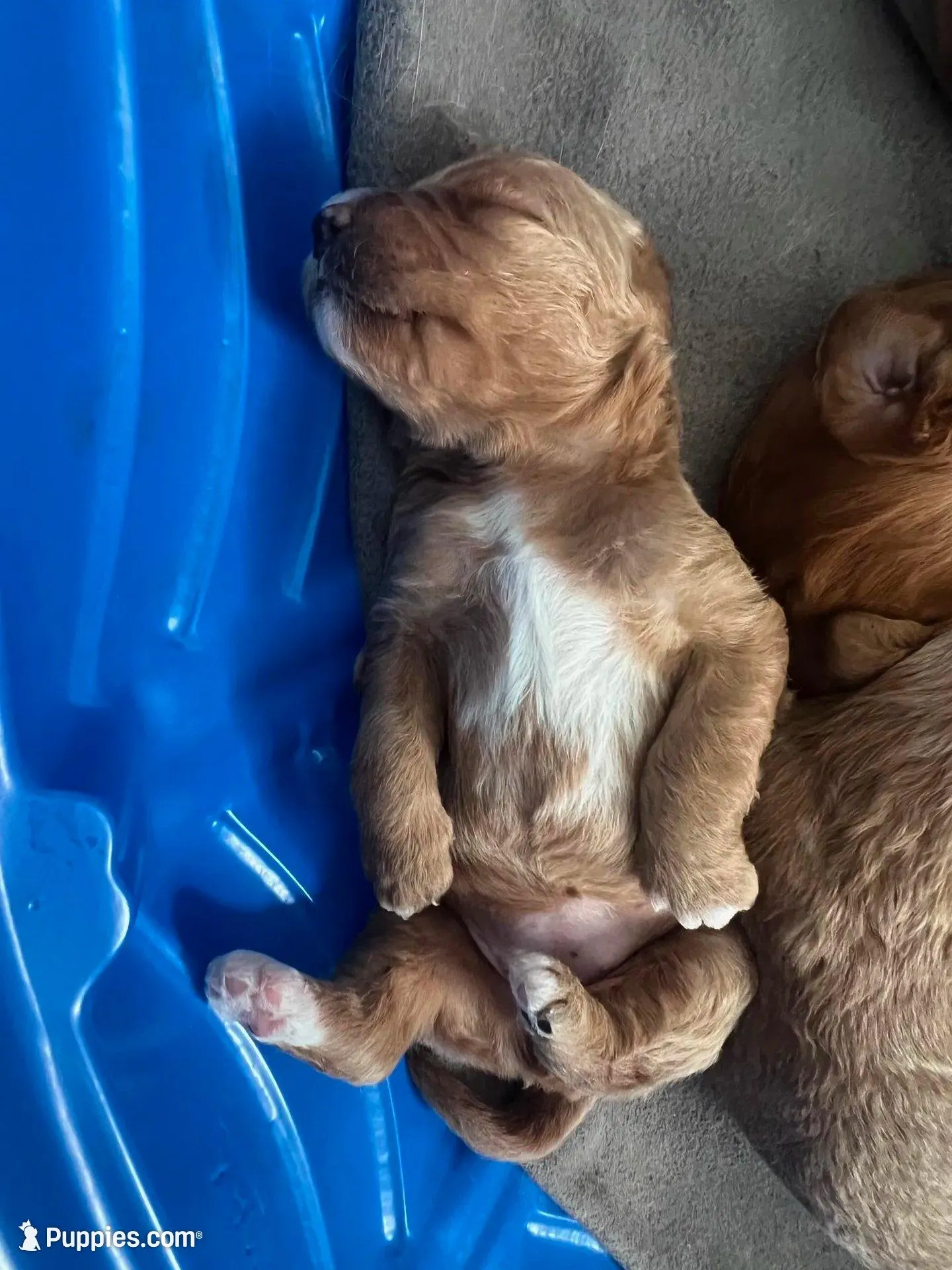 Willow, a female Goldendoodle for sale in Lakewood Ranch, FL – Photo 2 of 10