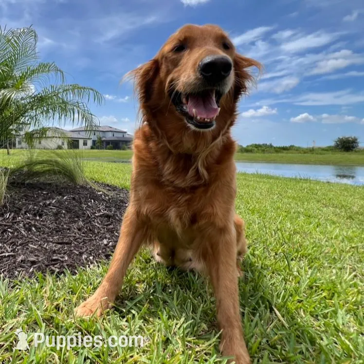 Lina, a female Goldendoodle for sale in Lakewood Ranch, FL – Photo 7 of 10