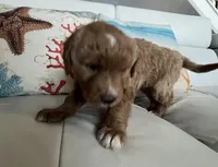 Lina, a female Goldendoodle for sale in Lakewood Ranch, FL – Photo 2 of 10