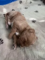 Lina, a female Goldendoodle for sale in Lakewood Ranch, FL – Photo 5 of 10