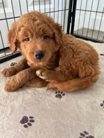 Whiskey, a male Goldendoodle for sale in Lakewood Ranch, FL – Photo 4 of 10