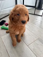 Whiskey, a male Goldendoodle for sale in Lakewood Ranch, FL – Photo 1 of 10