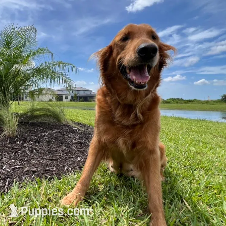 Bruno, a male Goldendoodle for sale in Lakewood Ranch, FL – Photo 9 of 10
