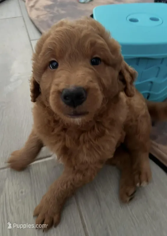 Bruno – Goldendoodle puppy for sale in Lakewood Ranch, FL