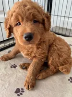 Whiskey, a male Goldendoodle for sale in Lakewood Ranch, FL – Photo 2 of 10