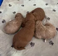 Whiskey, a male Goldendoodle for sale in Lakewood Ranch, FL – Photo 7 of 10