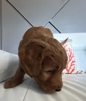 Bruno, a male Goldendoodle for sale in Lakewood Ranch, FL – Photo 10 of 10