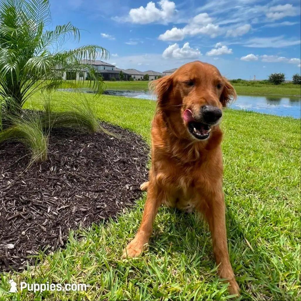 Whiskey, a male Goldendoodle for sale in Lakewood Ranch, FL – Photo 9 of 10