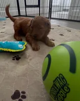 Bruno, a male Goldendoodle for sale in Lakewood Ranch, FL – Photo 5 of 10