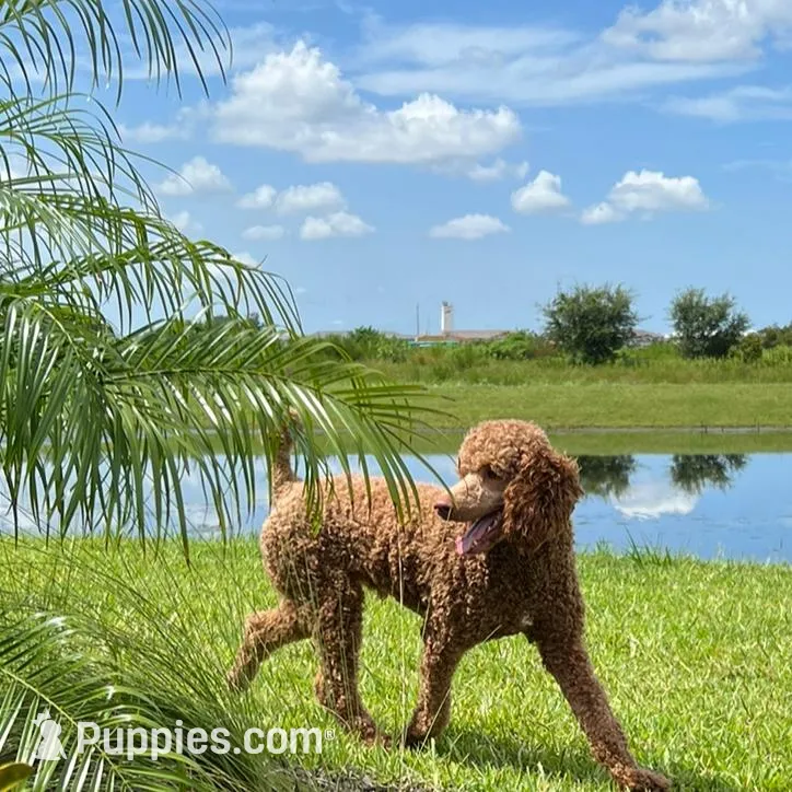 Bruno, a male Goldendoodle for sale in Lakewood Ranch, FL – Photo 8 of 10