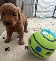 Bruno, a male Goldendoodle for sale in Lakewood Ranch, FL – Photo 7 of 10