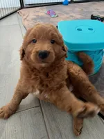 Whiskey, a male Goldendoodle for sale in Lakewood Ranch, FL – Photo 6 of 10