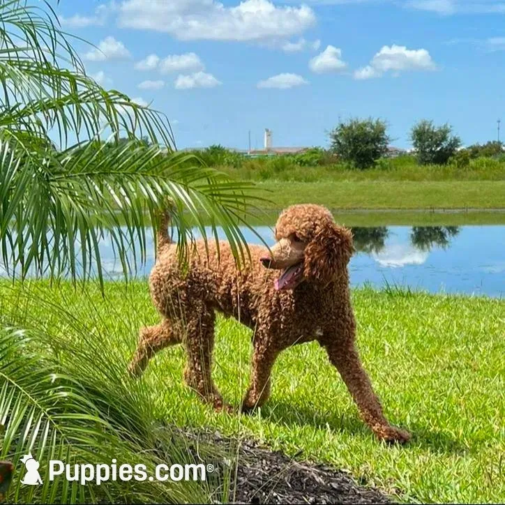 Whiskey, a male Goldendoodle for sale in Lakewood Ranch, FL – Photo 10 of 10