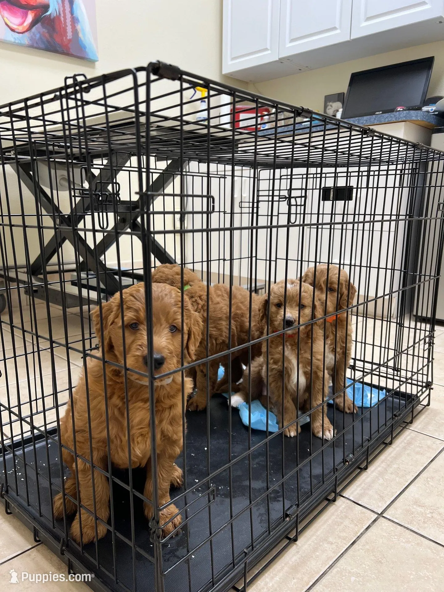 Whiskey, a male Goldendoodle for sale in Lakewood Ranch, FL – Photo 8 of 10