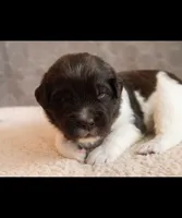 Talia, a female Newfoundland for sale in Brighton, CO – 3 of 8