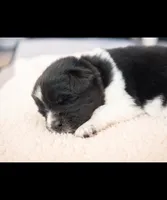 Isla, a female Newfoundland for sale in Brighton, CO – 4 of 9