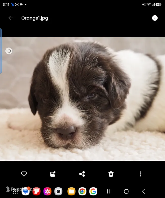 Rainey – Newfoundland puppy for sale in Brighton, CO