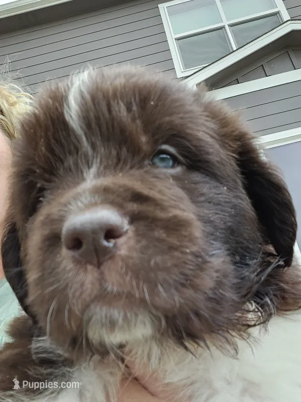 Nixie – Newfoundland puppy on hold in Brighton, CO