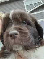 Nixie, a female Newfoundland for sale in Brighton, CO – 1 of 8