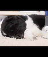 Isla, a female Newfoundland for sale in Brighton, CO – 2 of 9