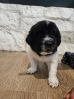 Isla, a female Newfoundland for sale in Brighton, CO – 8 of 10