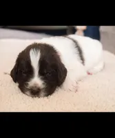 Rainey, a female Newfoundland for sale in Brighton, CO – 2 of 6