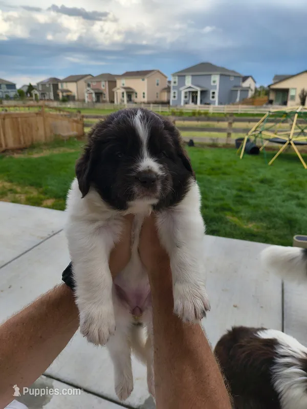 Rainey – Newfoundland puppy for sale in Brighton, CO