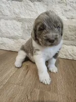 Remington, a male Newfoundland for sale in Brighton, CO – 4 of 10