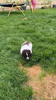 Rainey, a female Newfoundland for sale in Brighton, CO – 5 of 9