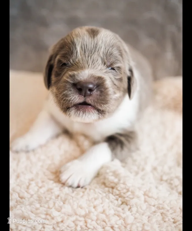 Remington – Newfoundland puppy for sale in Brighton, CO