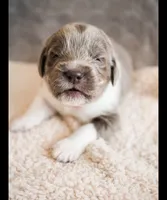 Remington, a male Newfoundland for sale in Brighton, CO – 1 of 7